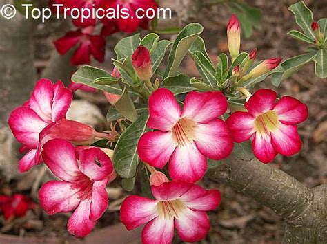 Adenium Obesum Desert Rose Impala Lily