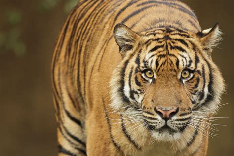 Tigers have whiskers in five places - around their noses, on their ...