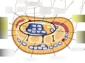 Carpal Tunnel Structures Diagram Quizlet