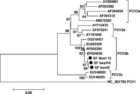 Pcv Genotypes Phylogenetic Analysis Was Based On The Nucleotide