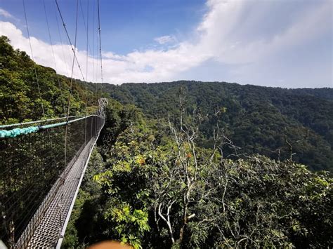 Nyungwe Canopy Walk Rwandas Touristic Gem Getaway Expedition