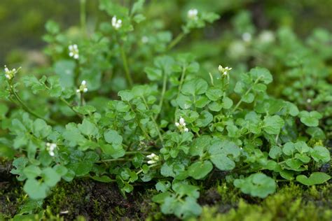 Hairy Bittercress Weed What Is Hairy Bittercress And How To Off