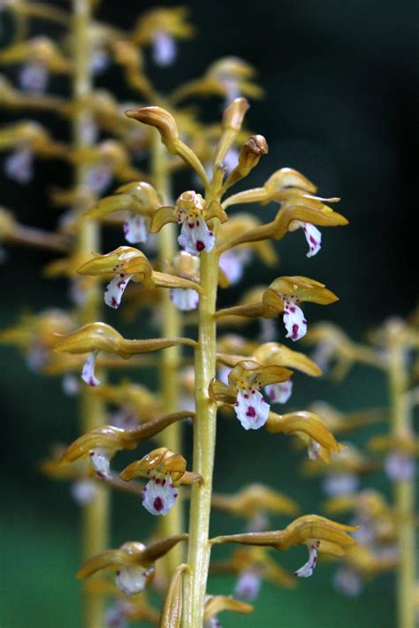 Native Orchids Of The Pacific Northwest And The Canadian Rockies And