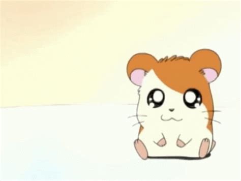 Hamtaro Hamtaro Discover Share Gifs