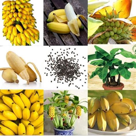 Pcs Pack Rare Nain Banane Graines Mini Bonsai Semences Exotiques