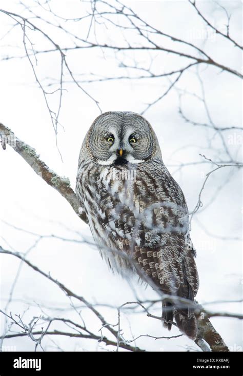 Owl High Resolution Stock Photography And Images Alamy