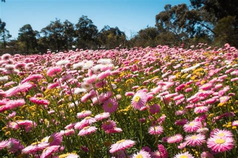 Western Australia Wildflowers Complete Guide 2023