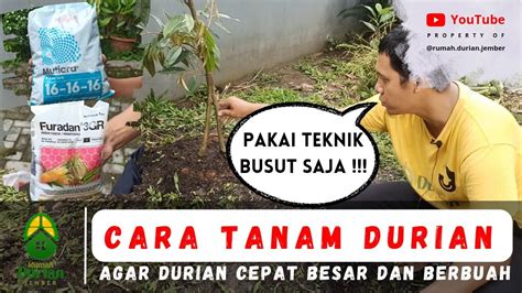 CARA TANAM DURIAN AGAR CEPAT BESAR DAN BERBUAH Teknik Busut Dan