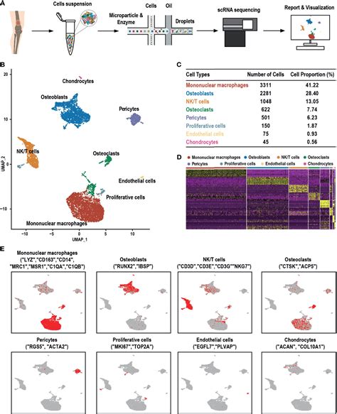 Frontiers Single Cell RNA Sequencing Reveals The Migration Of