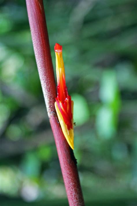 Geocharis Fusiformis Zingiberaceae Image At Phytoimages Siu Edu