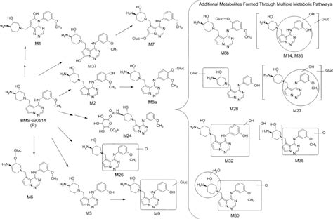 Proposed Biotransformation Pathways Of Bms In Rats Rabbits And