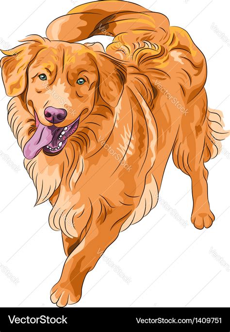 Golden retriever dog Royalty Free Vector Image