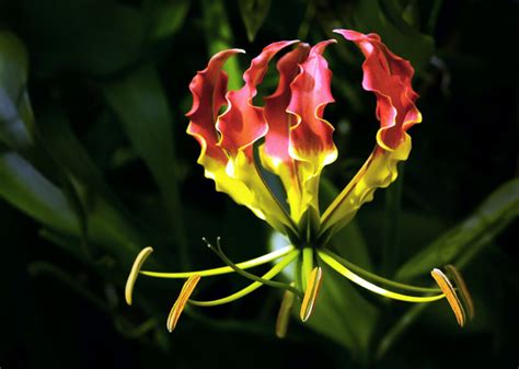 Как вырастить лилию Gloriosa »вики полезно Выращивание огненной лилии ...