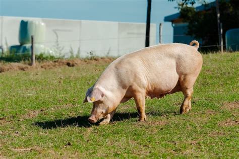 Premium Photo Pigs In Field Healthy Pig On Meadow