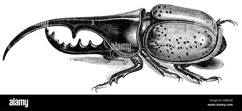 Drawing Beetle Black And White Stock Photos Images Alamy