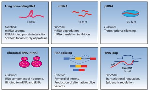 Life Free Full Text Non Coding Rnas And Splicing Activity In