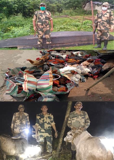 Bsf Meghalaya On Twitter In Crusade Against Smuggling On 10 Aug 2021