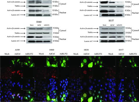 Western Blotting And Immunofluorescence Analysis For The Nuclear