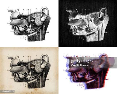 Skull Cross Section Photos And Premium High Res Pictures Getty Images