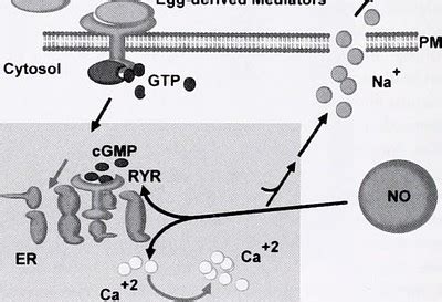 Cytosol | Definition, Function & Structure - Lesson | Study.com