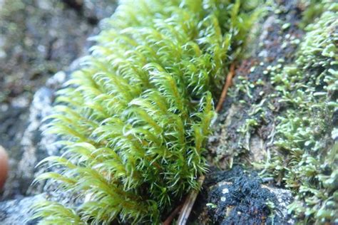 Lawton S Rock Moss Bryophyta Mosses Of Vancouver Island Inaturalist