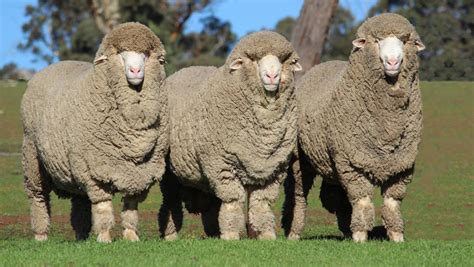 Australia S Biggest Sheep Show Is Worth The Trip For Wa Merino Stud