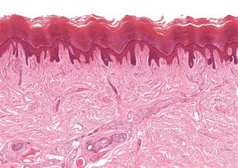 Histologia O Que é E Tipos De Tecidos Do Corpo Humano Toda Matéria