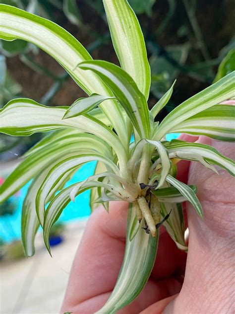 How To Grow Spider Plant In Water 5 Essential Tips