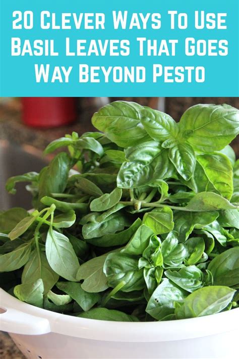 20 Clever Ways To Use Basil Leaves That Goes Way Beyond Pesto Basil