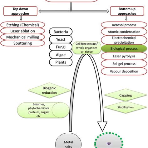 Pdf Green Synthesis Of Nanoparticles And Its Potential Application