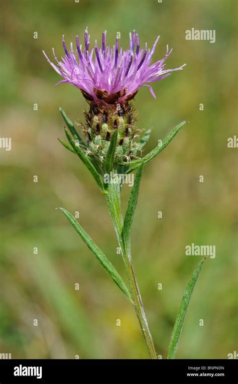 Common Or Black Knapweed Centaurea Nigra Stock Photo Alamy