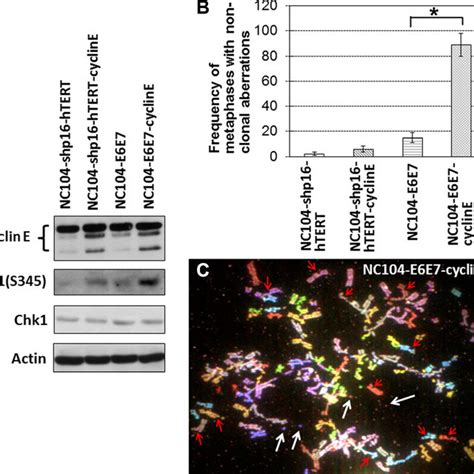 Western Blotting Analysis For Protein Expression Of P16 Ink4a P53 Download Scientific