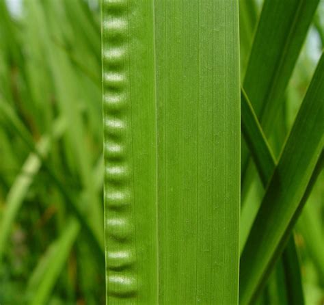 Acorus Calamus Plant