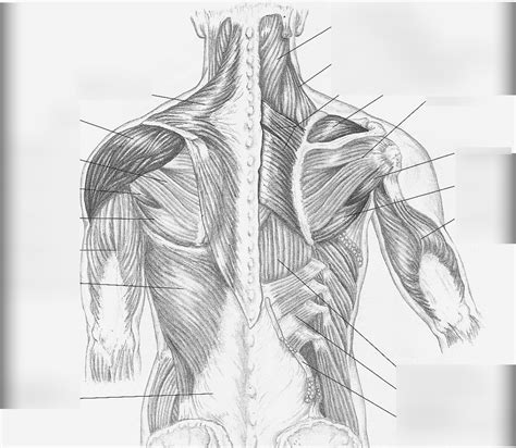 Shoulder Anatomy Labeled