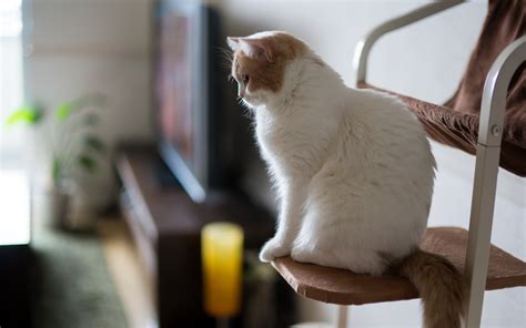 Wallpaper White Profile Chair Nose Whiskers Skin Vertebrate