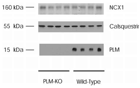 Immunoblots Of Na Ca Exchanger Ncx Calsequestrin And