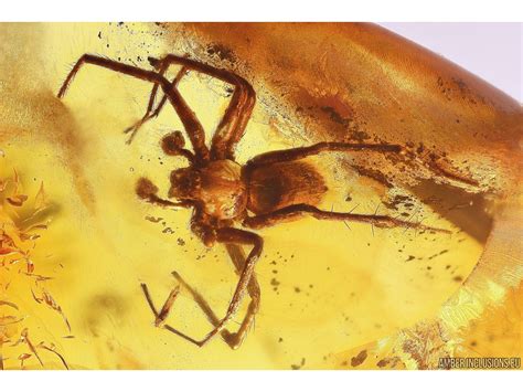 Big Mm Spider Araneae And Weevil Beetle Curculionoidea Fossil