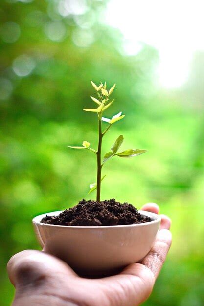 Premium Photo Close Up Of Woman Hand Holding Plant Outdoors