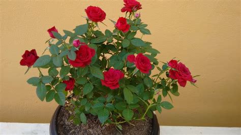 Saiba Como Cultivar Mini Rosas Em Vaso Plantasonya O Seu Blog Sobre