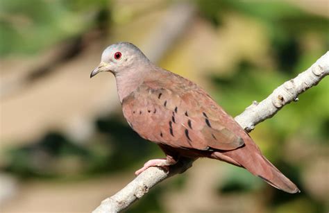 rolinha roxa Columbina talpacoti WikiAves A Enciclopédia das Aves