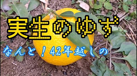 あんた ばぁ か桃栗3年柿8年うちの柚子は 大バカすぎる42年 YouTube