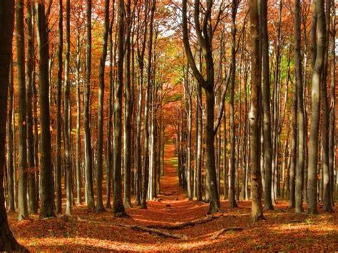 Forest Trees Nature Landscape Tree Autumn Fall Wallpapers Hd