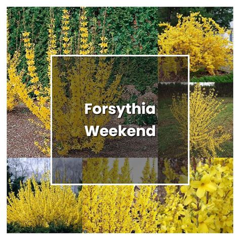 How To Grow Forsythia Weekend Plant Care Tips NorwichGardener