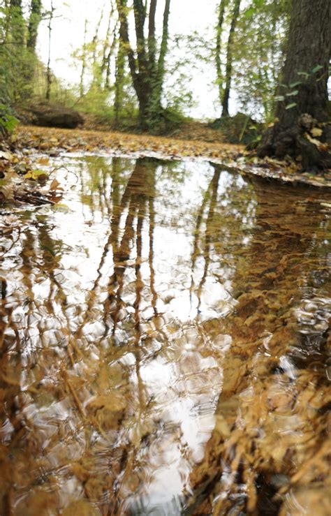 Herbstwasser Bäume Spiegeln Sich Im Wasser Foto And Bild Wasser Bäume