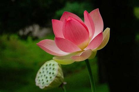 National Flower Lotus Indian Culture Heritage