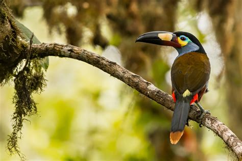 Discovering Ecuador's Wildlife: A Remarkable Biodiversity