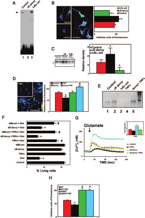 NF B Activation Decreases The Levels Of IP 3 R1 A Neurons Were