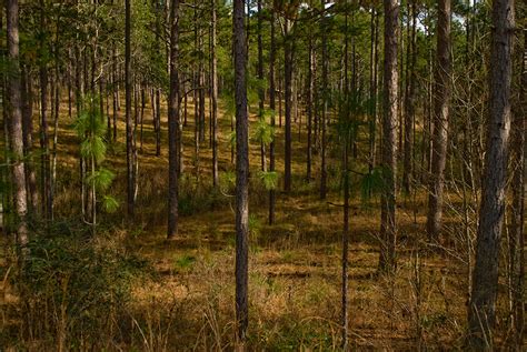 Falling Waters State Park | Florida Hikes!