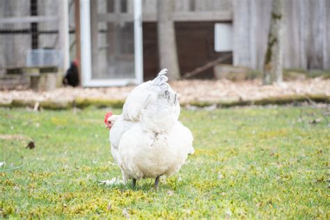 Homestead Poultry The Pioneer Chicks