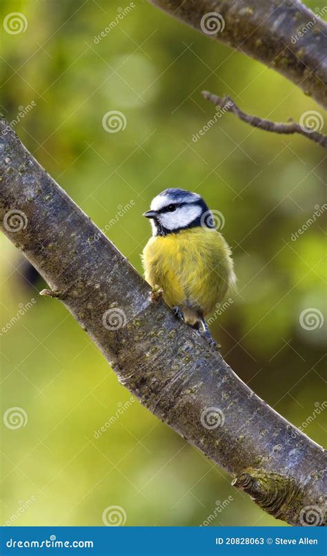 Blue Tit - Garden Birds stock image. Image of wild, blue - 20828063